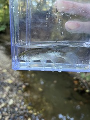 Notemigonus crysoleucas