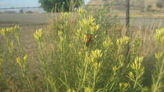 Crossidius coralinus