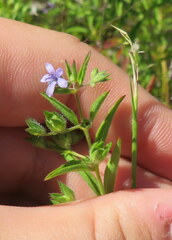 Trichostema brachiatum