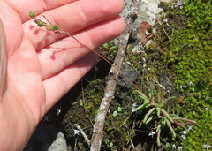 Phemeranthus calcaricus