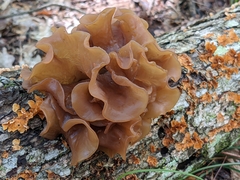 Phaeotremella