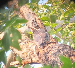 Sphyrapicus thyroideus