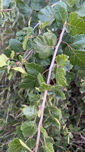 fragrant sumac