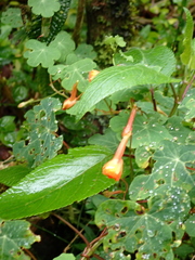 Tropaeolum tuberosum