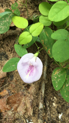 Clitoria