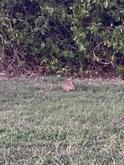 Lagomorpha