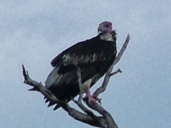 Trigonoceps occipitalis