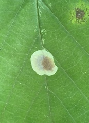 Cameraria hamameliella