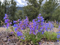 Penstemon virens