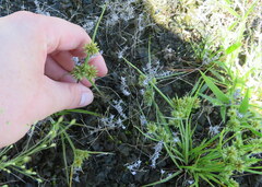 Cyperus squarrosus