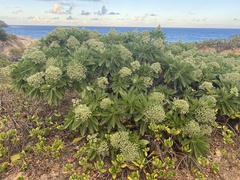 Heliotropium arboreum