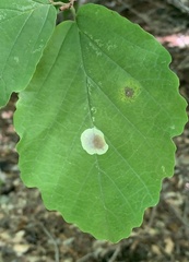 Cameraria hamameliella