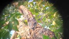 Sphyrapicus thyroideus