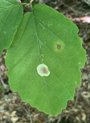 Cameraria hamameliella