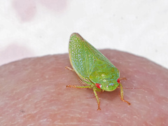Gyponana