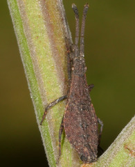 Agriopocoris