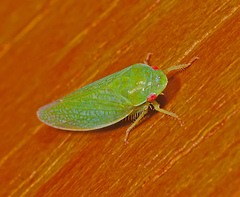 Gyponana