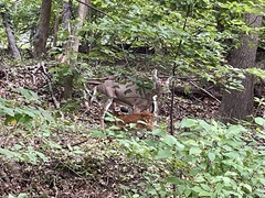 Odocoileus virginianus borealis
