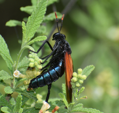 Protomydas rubidapex
