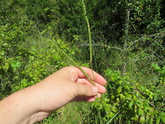 Paspalum floridanum