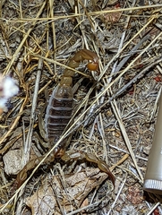 Paruroctonus silvestrii