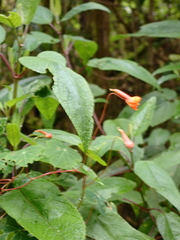 Tropaeolum tuberosum
