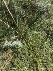 Schoenoplectus pungens