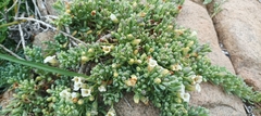 Nolana crassulifolia