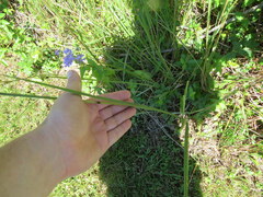 Paspalum floridanum