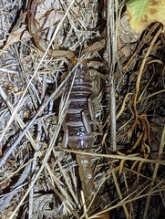 Paruroctonus silvestrii