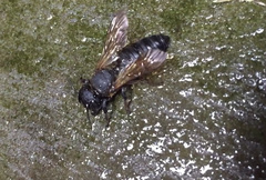 Megachile sculpturalis