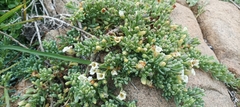 Nolana crassulifolia