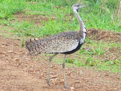 Lissotis melanogaster