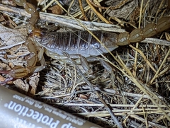 Paruroctonus silvestrii