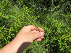 Paspalum floridanum