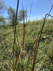 Schoenoplectus pungens