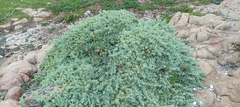 Nolana crassulifolia