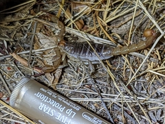 Paruroctonus silvestrii