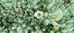 Nolana crassulifolia
