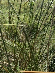 Schoenoplectus pungens