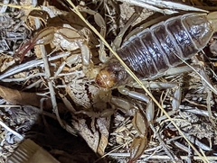 Paruroctonus silvestrii