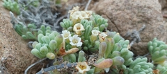 Nolana crassulifolia
