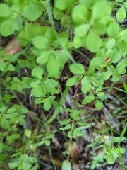 Euphorbia peplus