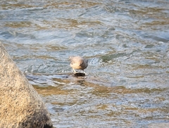 Cinclus mexicanus