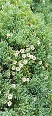 Nolana crassulifolia