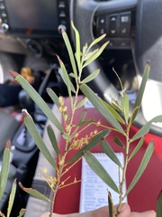 Acacia floribunda