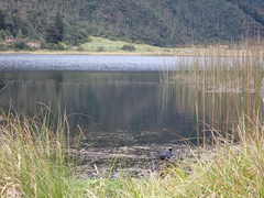 Fulica ardesiaca