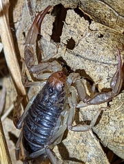 Paruroctonus silvestrii