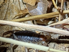 Paruroctonus silvestrii