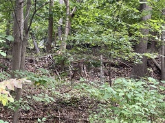 Odocoileus virginianus borealis